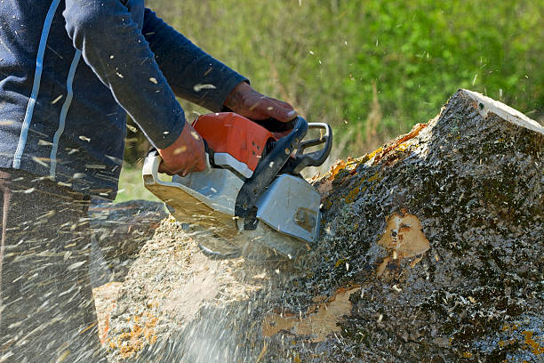 How Our Tree Care Process Works  in  Panhandle, TX